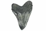 Huge, Fossil Megalodon Tooth - Serrated Blade #273806-2